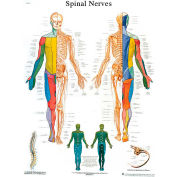 3B&#174; Anatomical Chart - Spinal Nerves, Laminated