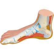 3B&#174; Anatomical Model - Normal Foot