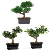Nearly Natural 8.5'' Bonsai Silk Plant Collection (Set of 3)