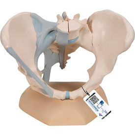 3B® Anatomical Model - Female Pelvis 3-Part with Ligaments