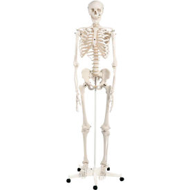 Fabrication Enterprises Inc 949967 3B® Anatomical Model - Stan The Classic Skeleton on Roller Stand image.