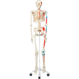Fabrication Enterprises Inc 950332 3B® Anatomical Model - Max The Muscle Skeleton on Roller Stand image.