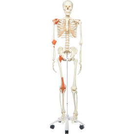 Fabrication Enterprises Inc 950697 3B® Anatomical Model - Leo The Ligament Skeleton on Roller Stand image.