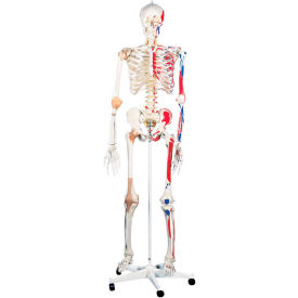 Fabrication Enterprises Inc 951062 3B® Anatomical Model - Sam The Super Skeleton on Roller Stand image.