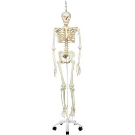 Fabrication Enterprises Inc 951428 3B® Anatomical Model - Phil The Physiological Skeleton on Roller Stand image.