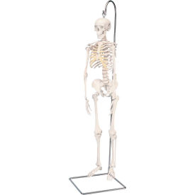 Fabrication Enterprises Inc 951793 3B® Anatomical Model - Shorty The Mini Skeleton on Hanging Stand image.