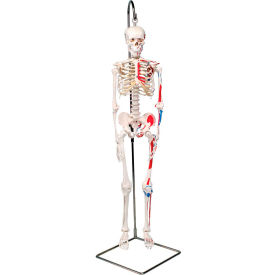 Fabrication Enterprises Inc 952523 3B® Anatomical Model - Shorty The Mini Skeleton with Muscles on Hanging Stand image.