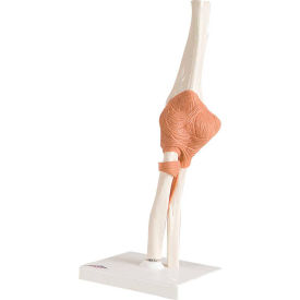 Fabrication Enterprises Inc 954350 3B® Anatomical Model - Functional Elbow Joint image.