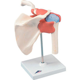 Fabrication Enterprises Inc 954715 3B® Anatomical Model - Functional Shoulder Joint, Deluxe image.