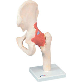 Fabrication Enterprises Inc 955080 3B® Anatomical Model - Functional Hip Joint, Deluxe image.