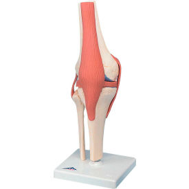 Fabrication Enterprises Inc 955445 3B® Anatomical Model - Functional Knee Joint, Deluxe image.