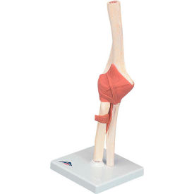 Fabrication Enterprises Inc 955811 3B® Anatomical Model - Functional Elbow Joint, Deluxe image.