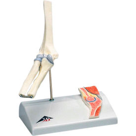Fabrication Enterprises Inc 957272 3B® Anatomical Model - Mini Elbow Joint with Cross Section of Bone on Base image.