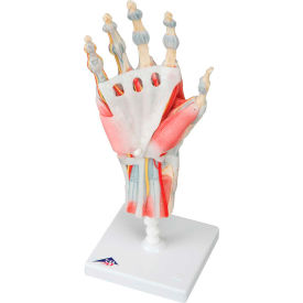 Fabrication Enterprises Inc 958002 3B® Anatomical Model - Hand Skeleton with Removable Ligaments & Muscles, 4-Part image.