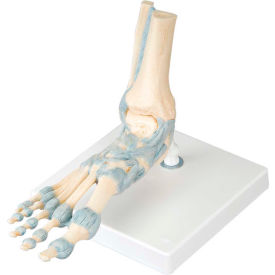 Fabrication Enterprises Inc 958367 3B® Anatomical Model - Foot Skeleton with Ligaments image.