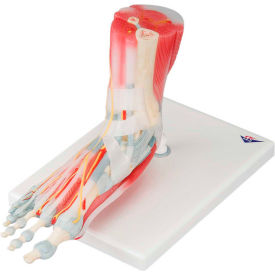 Fabrication Enterprises Inc 958733 3B® Anatomical Model - Foot Skeleton with Removable Ligaments & Muscles, 6-Part image.