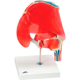 Fabrication Enterprises Inc 959463 3B® Anatomical Model - Hip Joint with Removable Muscles, 7-Part image.