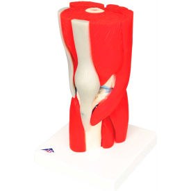 Fabrication Enterprises Inc 959828 3B® Anatomical Model - Knee Joint with Removable Muscles, 12-Part image.