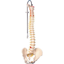 Fabrication Enterprises Inc 960559 3B® Anatomical Model - Flexible Spine, Classic, Male image.