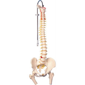 Fabrication Enterprises Inc 960924 3B® Anatomical Model - Flexible Spine, Classic, Femur Heads image.