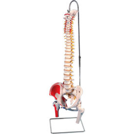 Fabrication Enterprises Inc 961289 3B® Anatomical Model - Flexible Spine, Classic, Femur Heads, Painted image.