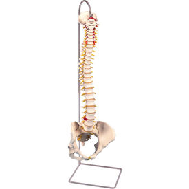 Fabrication Enterprises Inc 961655 3B® Anatomical Model - Flexible Spine, Classic, Female Pelvis image.