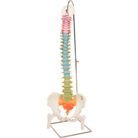 Fabrication Enterprises Inc 963481 3B® Anatomical Model - Flexible Spine, Didactic with Femur Heads image.