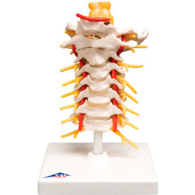 Fabrication Enterprises Inc 964211 3B® Anatomical Model - Cervical Spinal Column image.