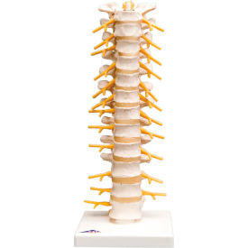 Fabrication Enterprises Inc 964577 3B® Anatomical Model - Thoracic Spinal Column image.
