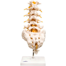 Fabrication Enterprises Inc 964942 3B® Anatomical Model - Lumbar Spinal Column image.