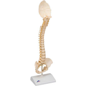 Fabrication Enterprises Inc 966403 3B® Anatomical Model - Pediatric Spine (BONElike) image.