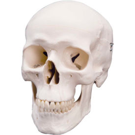 Fabrication Enterprises Inc 967133 3B® Anatomical Model - Classic Skull, 3-Part image.