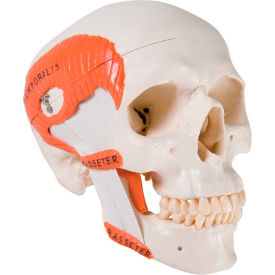 Fabrication Enterprises Inc 967499 3B® Anatomical Model - Functional Skull, 2-Part with Masticator Muscles image.