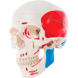 Fabrication Enterprises Inc 967864 3B® Anatomical Model - Classic Skull, 3-Part Painted image.