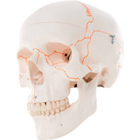 Fabrication Enterprises Inc 968229 3B® Anatomical Model - Classic Skull, 3-Part Numbered image.