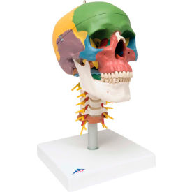 Fabrication Enterprises Inc 968960 3B® Anatomical Model - Didactic Skull, 4-Part, on Cervical Spine image.