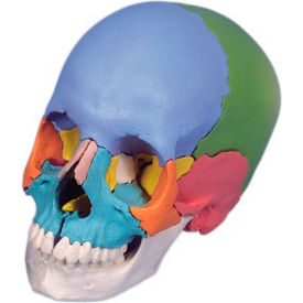 Fabrication Enterprises Inc 969325 3B® Anatomical Model - Didactic Skull, Beauchene 22-Part image.