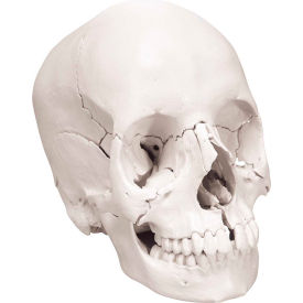Fabrication Enterprises Inc 969690 3B® Anatomical Model - Anatomical Skull, Beauchene 22-Part image.