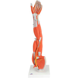 Fabrication Enterprises Inc 970421 3B® Anatomical Model - Regular Muscular Arm, 6-Part image.