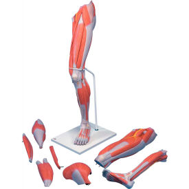 Fabrication Enterprises Inc 970786 3B® Anatomical Model - Deluxe Muscular Leg, 7-Part image.