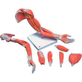 Fabrication Enterprises Inc 971151 3B® Anatomical Model - Deluxe Muscular Arm, 6-Part image.