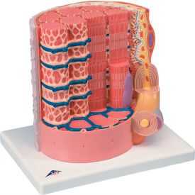 Fabrication Enterprises Inc 971516 3B® Anatomical Model - Microanatomy™ Muscle Fiber - 10,000 Times Magnified image.