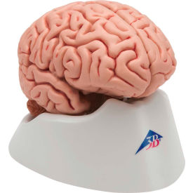 Fabrication Enterprises Inc 972612 3B® Anatomical Model - Classic Brain, 5-Part image.
