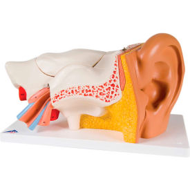 Fabrication Enterprises Inc 973708 3B® Anatomical Model - Classic Ear, 6-Part (3X Size) image.