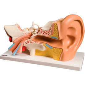 Fabrication Enterprises Inc 974073 3B® Anatomical Model - Deluxe Ear, 4-Part (3X Size) image.
