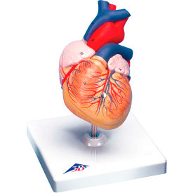 Fabrication Enterprises Inc 974438 3B® Anatomical Model - Heart, 2-Part image.