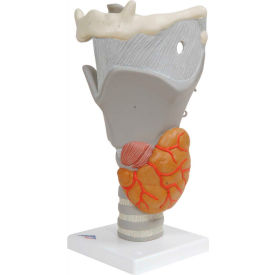 Fabrication Enterprises Inc 975169 3B® Anatomical Model - Functional Larynx (2.5X Size) image.