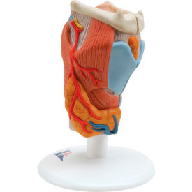 Fabrication Enterprises Inc 975899 3B® Anatomical Model - Larynx, 2-Part image.