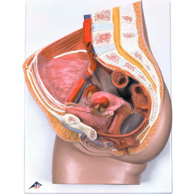 Fabrication Enterprises Inc 976630 3B® Anatomical Model - Female Pelvis, 3-Part with Ligaments image.