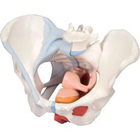 Fabrication Enterprises Inc 976995 3B® Anatomical Model - Female Pelvis, 4-Part with Ligaments image.